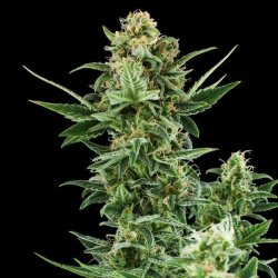 Royal Queen Seeds, ROYAL DWARF, 3 seeds, feminized, autoflowering 