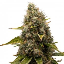 Royal Queen Seeds, WHITE WIDOW, 3 Seeds, feminized 