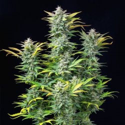 Royal Queen Seeds, QUICK ONE, 3 seeds, feminized, autoflowering 