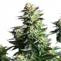 Royal Queen Seeds, AMNESIA HAZE, 3 Seeds, feminized 