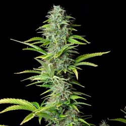 Royal Queen Seeds, NORTHERN LIGHT, 3 seeds, feminized, autoflowering 