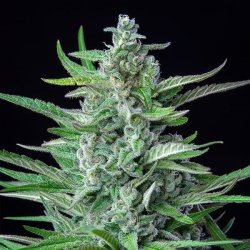 Royal Queen Seeds, SPECIAL KUSH #1, 3 Seeds, feminized 