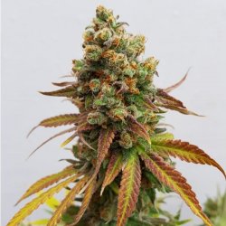 Royal Queen Seeds, SPECIAL  QUEEN #1, 3 Seeds, feminized 