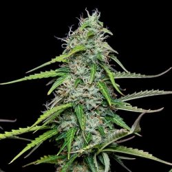 Royal Queen Seeds, ROYAL GORILLA, 3 seeds, feminized, autoflowering 