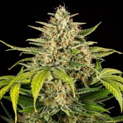 Royal Queen Seeds, GREEN GELATO, 3 seeds, feminized, autoflowering 
