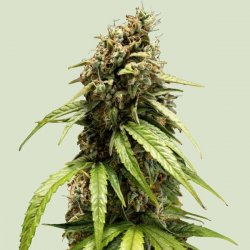 Royal Queen Seeds, ORION F1, 3 seeds, feminized, autoflowering 