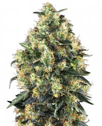 Sensi Seed, Super Skunk Automatic®, 3 seeds, feminized, autoflowering 