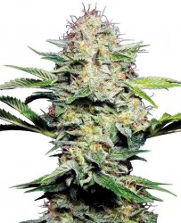 Sensi Seed, Sensi Skunk Automatic®, 3 seeds, feminized, autoflowering 