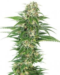 Sensi Seed, Early Skunk Automatic®, 3 seeds, feminized, autoflowering 