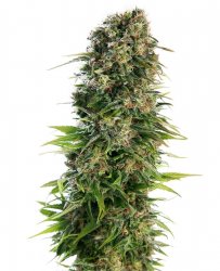 Sensi Seed, Hindu Kush Automatic®, 3 seeds, feminized, autoflowering 