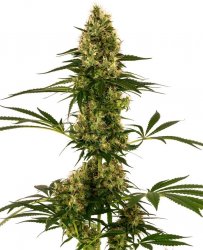 Sensi Seed, Blue Bullet Auto®, 3 seeds, feminized, autoflowering 