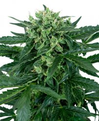 Sensi Seed, Sensi Amnesia Auto, 3 seeds, feminized, autoflowering 