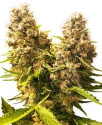 Sensi Seed, Banana Kush Cake, 3 seeds, feminized, autoflowering 