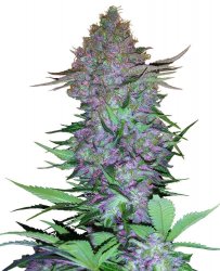 Sensi Seed, Purple Skunk, 3 seeds, feminized, autoflowering 