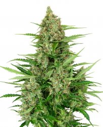 Sensi Seed, Double Kush Cake, 3 seeds, feminized, autoflowering 