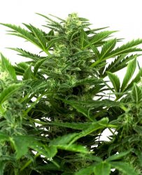 Sensi Seed, Mandarine Punch, 3 seeds, feminized, autoflowering 