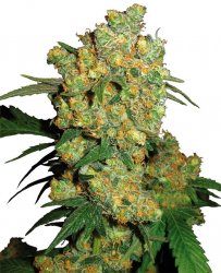 Sensi Seed, Big Bud®, 3 seeds, feminized 