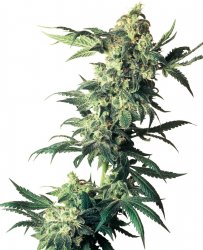 Sensi Seed, Northern Lights®, 3 seeds, feminized 