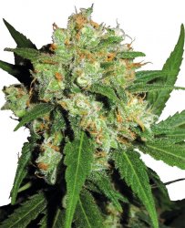 Sensi Seed, Sensi Skunk®, 3 seeds, feminized 
