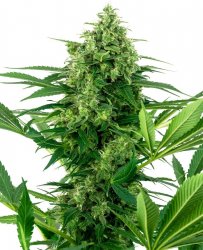 Sensi Seed, Banana Frosting, 3 seeds, feminized 