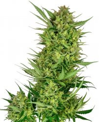 Sensi Seed, Buttercream Gelato, 3 seeds, feminized 