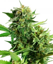 Sensi Seed, Blackberry Cake, 3 seeds, feminized 