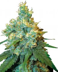 Sensi Seed, Jack Herer, 3 seeds, feminized 