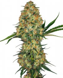 Sensi Seed, Hindu Kush®, 3 seeds, feminized 