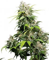 Sensi Seed, California Indica®, 3 Samen, feminisiert 