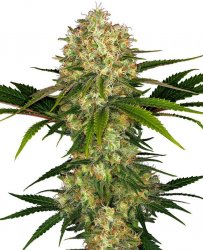 Sensi Seed, Afghani #1®, 3 seeds, feminized 