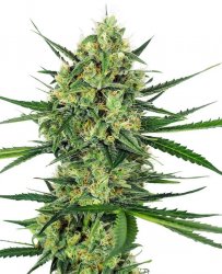 Sensi Seed, Tangerine Sugar ®, 3 seeds, feminized 