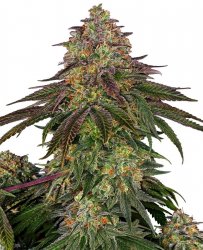 Sensi Seed, Sweet Cherry Kush ®, 3 seeds, feminized 