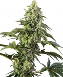 Sensi Seed, Sweet Cosmic Kiss, 3 seeds, feminized 