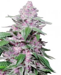 Sensi Seed, Purple Cookie Kush, 3 seeds, feminized 