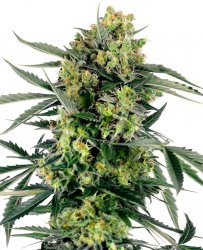 Sensi Seed, Blueberry Candiez Automatic, 3 seeds, feminized, autoflowering 