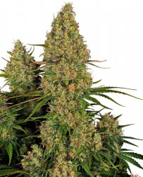 Sensi Seed, Sticky Orange XXL Automatic, 3 seeds, feminized, autoflowering 