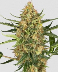 Sensi Seed, Blueberry Bubblegum, 3 seeds, feminized, autoflowering 