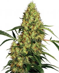 Sensi Seed, Mexican Sativa®, 3 seeds, feminized 
