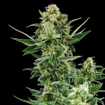 Royal Queen Seeds, ROYAL DWARF, 3 Samen, feminisiert, automatic 