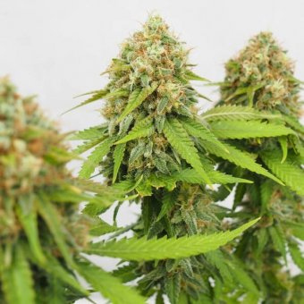 Royal Queen Seeds, CRITICAL, 3 Samen, feminisiert 