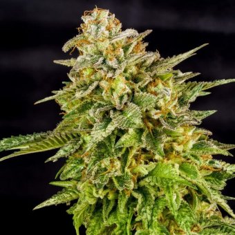 Royal Queen Seeds, O.G. KUSH, 3 Samen, feminisiert 
