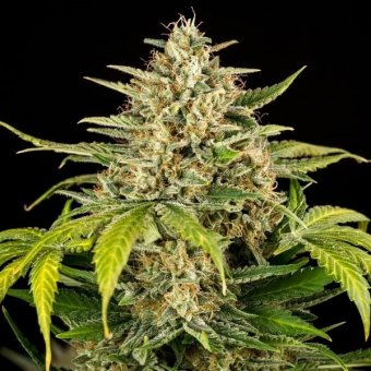 Royal Queen Seeds, GREEN GELATO, 3 Samen, feminisiert, automatic 