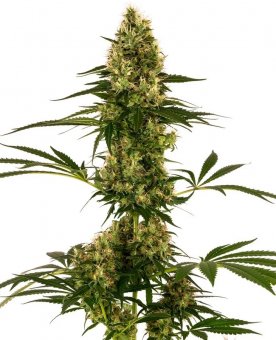 Sensi Seed, Blue Bullet Auto®, 3 Samen, Feminisiert, autoflowering 