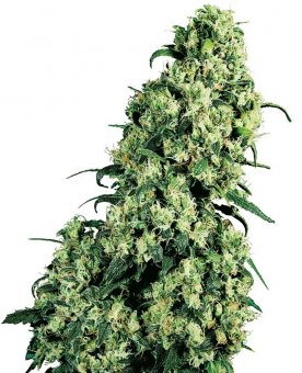 Sensi Seed, Skunk No1®, 3 Samen, feminisiert 