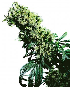 Sensi Seed, Northern Lights #5  X Haze®, 3 seeds, feminized 