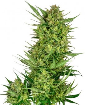 Sensi Seed, Buttercream Gelato, 3 Samen, feminisiert 