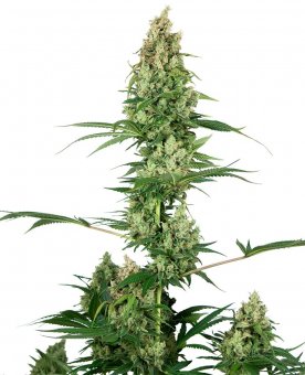 Sensi Seed, Silver Fire®, 3 Samen, feminisiert 
