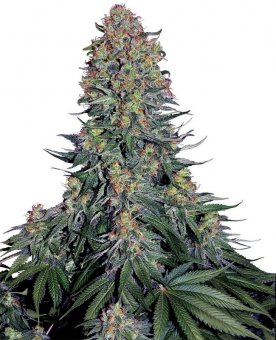 Sensi Seed, Blue Skunk ®, 5 seeds, feminized 