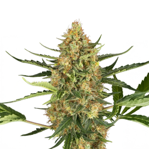 [SEED46AU] Sensi Seed, Blueberry Bubblegum, 3 Samen, fem.auto