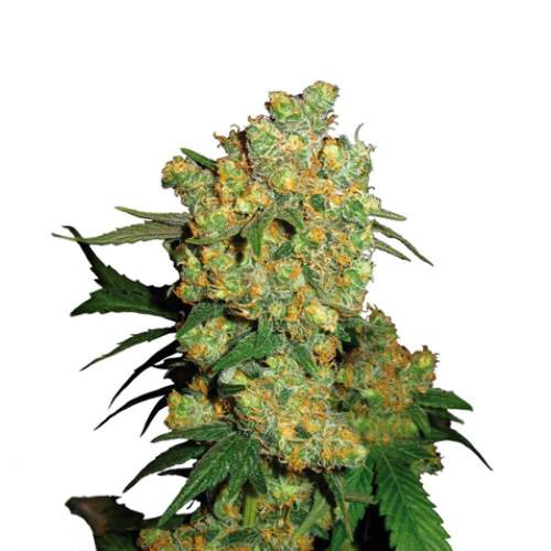 [SEED301] Sensi Seed, Big Bud®, 3 Samen, feminisiert